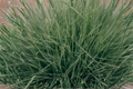 Elijah Blue Fescue Ornamental Grass Live Starter Plant – Festuca glauca, Blue-Gray Foliage, Compact Mounding, Perennial