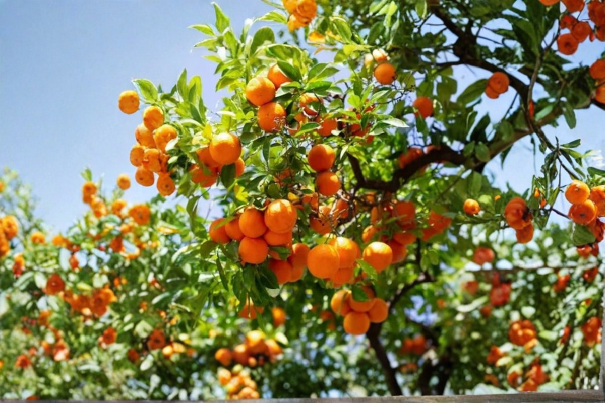 China 2 Mandarin Orange Tree Live Plant, Rare Citrus Fruit Tree, Container Friendly, Citrus sp.