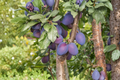 Santa Rosa Plum Tree 4-6 ft Live Plant, Red Plum Fruit Tree for Garden, Backyard Orchard, Prunus salicina