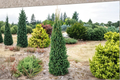Columnar Norway Spruce ‘Cupressina’ Live Plant – 12” Narrow Evergreen Tree for Vertical Garden & Landscape