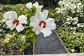 Red Heart Rose of Sharon Live Plant, 2-Gallon Hibiscus syriacus ‘Red Heart’ Shrub with White & Red Flowers