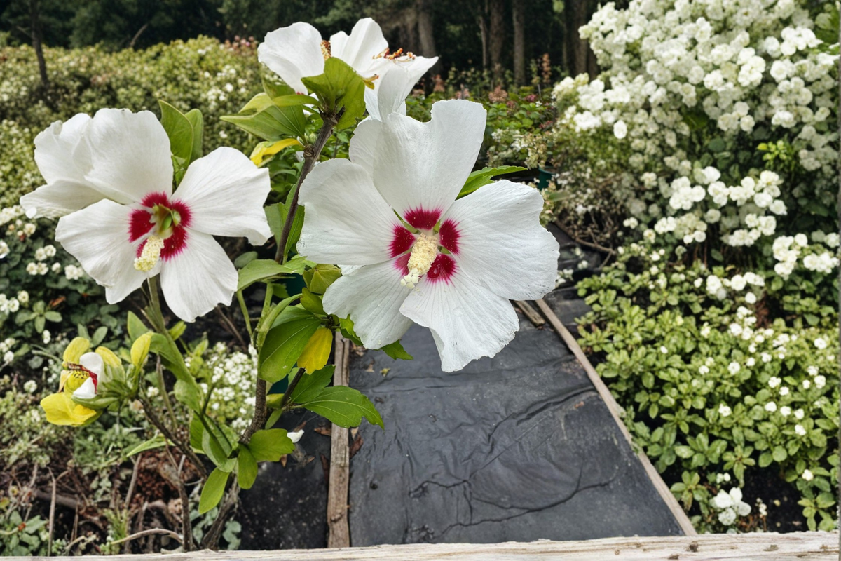 Red Heart Rose of Sharon Live Plant, 2-Gallon Hibiscus syriacus ‘Red Heart’ Shrub with White & Red Flowers