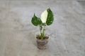 Monstera Thai Constellation Rooted Plant, Variegated Monstera, Rare Aroid Houseplant, Indoor Tropical Plant, Collector Gift