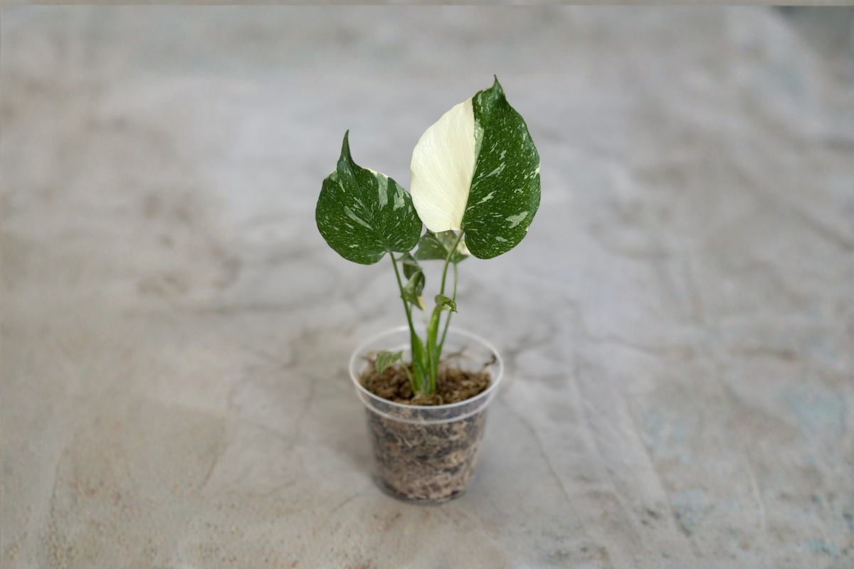 Monstera Thai Constellation Rooted Plant, Variegated Monstera, Rare Aroid Houseplant, Indoor Tropical Plant, Collector Gift
