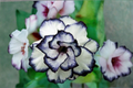 Black White Rose Seeds – Rare Bi-Color Flower Seeds for Ornamental Garden, 30 Seeds, Rosa hybrid