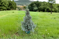 Saunders Blue Spruce Live Plant 12 Inches Tall – Picea glauca Blue Evergreen Conifer in 1 Gallon Pot