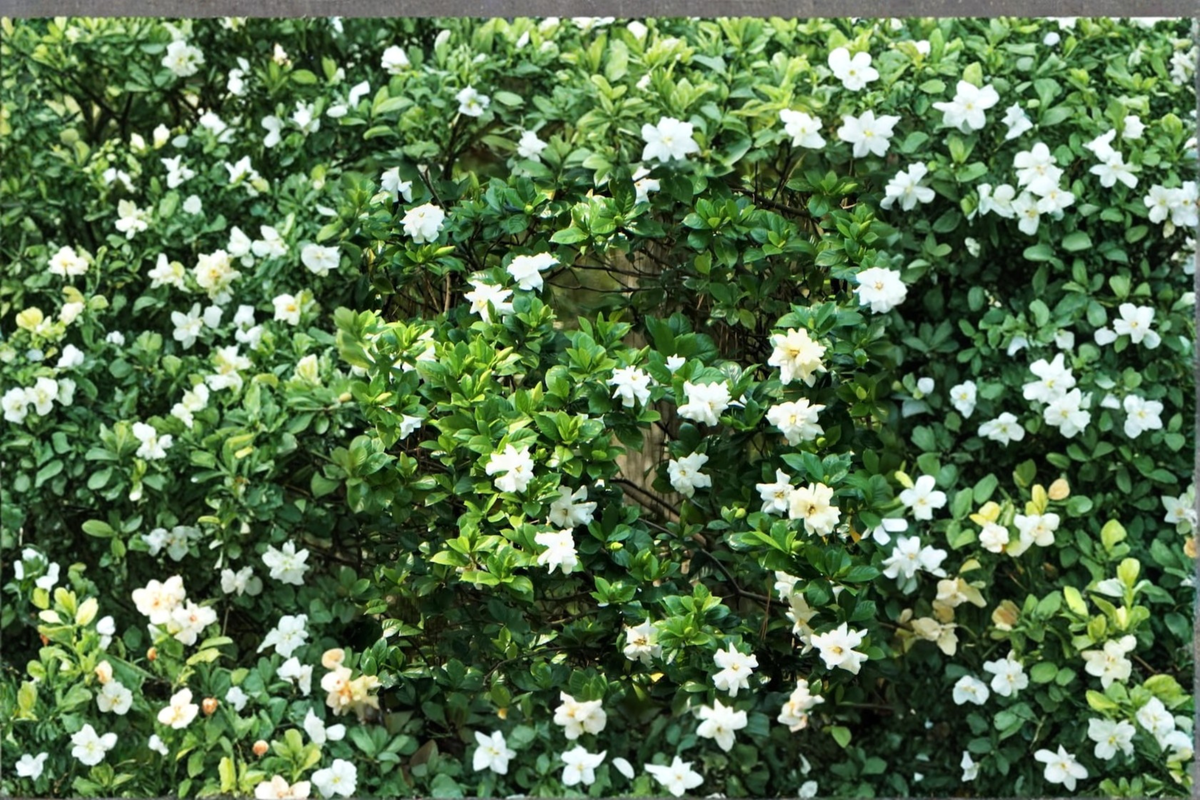 Gardenia jasminoides Live Plant - Bushy Starter Cutting for Indoor & Outdoor Fragrant White Flowers