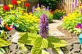 Anise Hyssop Live Plants - 3 Rooted Starters in 1 Qt Pots - Lavender Purple Flowers - Agastache foeniculum Perennial Garden Plants