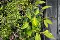 Variegated Mock Orange ‘Innocence’ Live Plant, 1 Gallon, White Flowers, Green Cream Foliage, Philadelphus virginalis