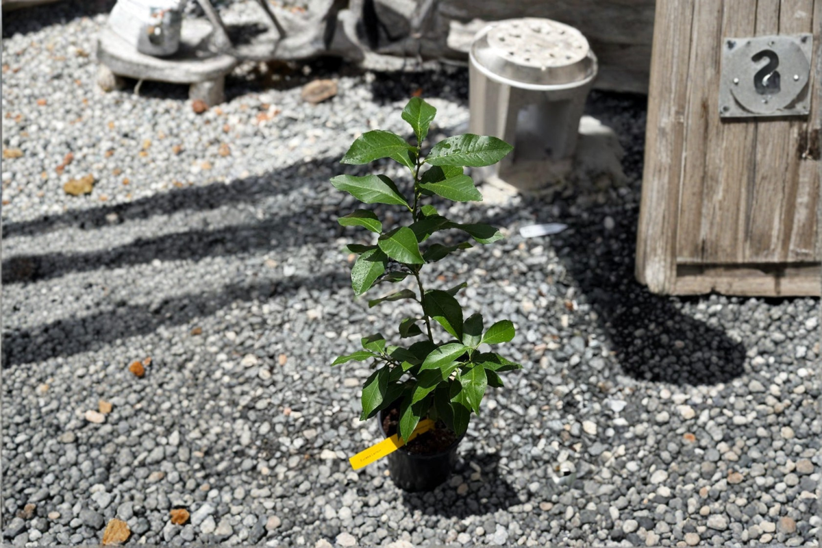 Persian Lime Tree Live Plant, Citrus × latifolia Starter Cutting for Patio Garden, Edible Fruit Tree