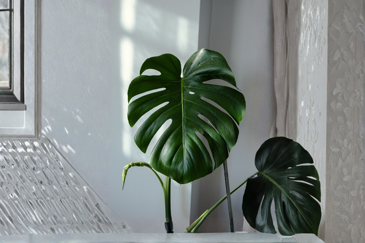 Monstera 'Ginny' Houseplant – 3.5-Inch Pot – Rhaphidophora tetrasperma Mini Split Leaf Climbing Plant
