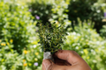 German Thyme Live Herb Plant, 5-7 Inches, Thymus vulgaris, Perennial Herb, Container & Garden Use