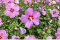 Woodbridge Rose of Sharon Live Plant – Pink Flowering Shrub, 2-Gallon Hibiscus syriacus for Garden Hedges & Borders