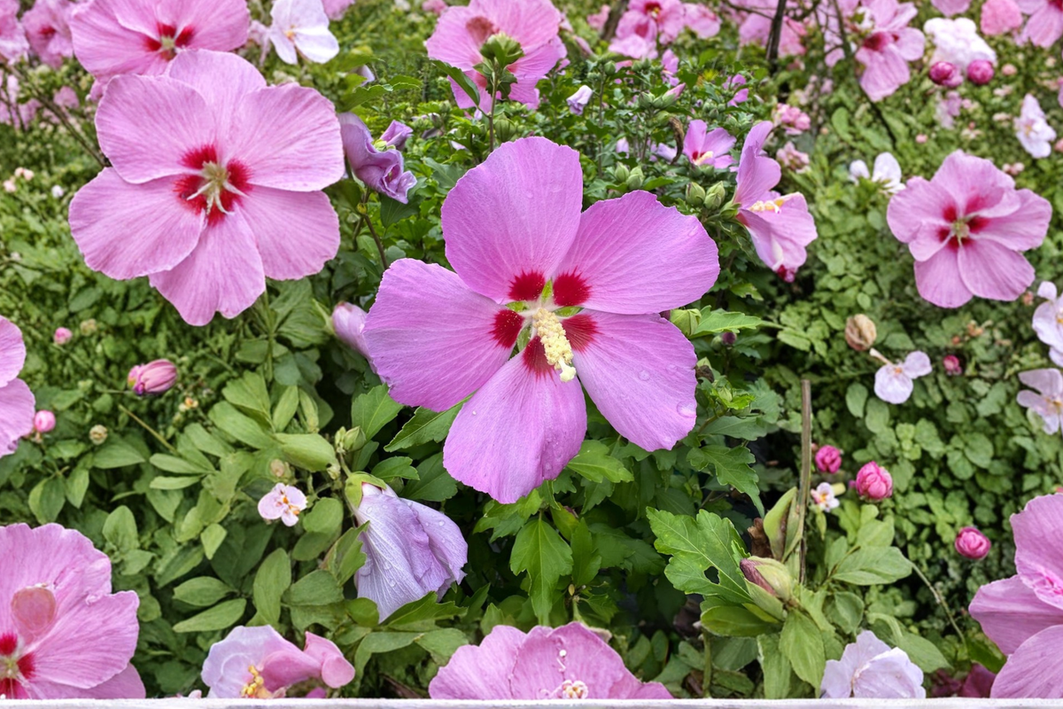 Woodbridge Rose of Sharon Live Plant – Pink Flowering Shrub, 2-Gallon Hibiscus syriacus for Garden Hedges & Borders
