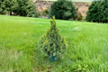 Summer Gold Spruce Live Plant 12” Picea glauca Golden Evergreen Conifer in 1 Gallon Pot