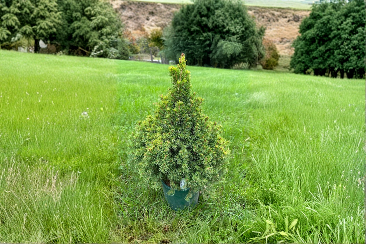 Summer Gold Spruce Live Plant 12” Picea glauca Golden Evergreen Conifer in 1 Gallon Pot