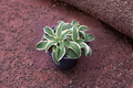 Hosta Funny Mouse Starter Plant 4 Inch Pot, Mini Blue Green Shade Perennial, Compact Foliage, Garden Plant