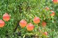 Rare Dwarf Pomegranate Bonsai Seeds – 80 Pack for Indoor Outdoor Container Gardening & Bonsai Growth