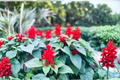 Organic Pineapple Sage Live Starter Plant – Salvia elegans, Aromatic Herb, 4–8 Inches Tall, Pollinator & Edible Garden Plant