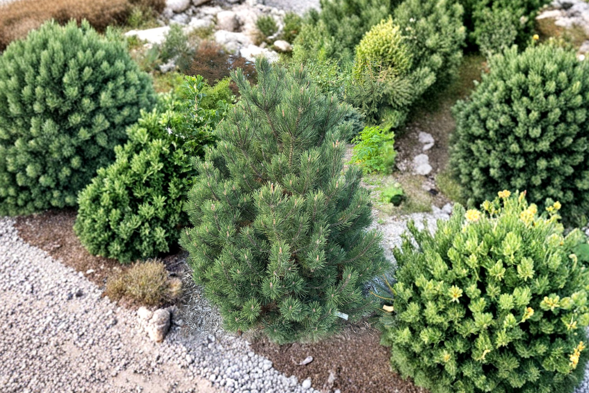 Swiss Mountain Pine Live Plant 1 Gallon Pot – Silver Candles Evergreen Conifer, Pinus uncinata, Compact Garden Tree
