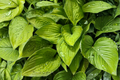Hosta 'Age of Gold' Live Plants – 3 Rooted 1 Qt. Containers, Golden Foliage, Shade Perennial Garden Plant