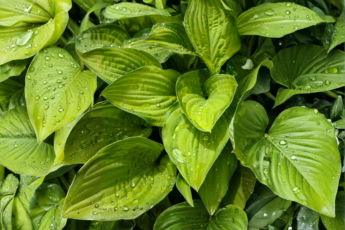 Hosta 'Age of Gold' Live Plants – 3 Rooted 1 Qt. Containers, Golden Foliage, Shade Perennial Garden Plant