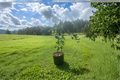 Brown Satsuma Mandarin Tree Grafted Live Plant 3 Gallon Citrus Tree Easy Peel Orange Fruit Patio Garden