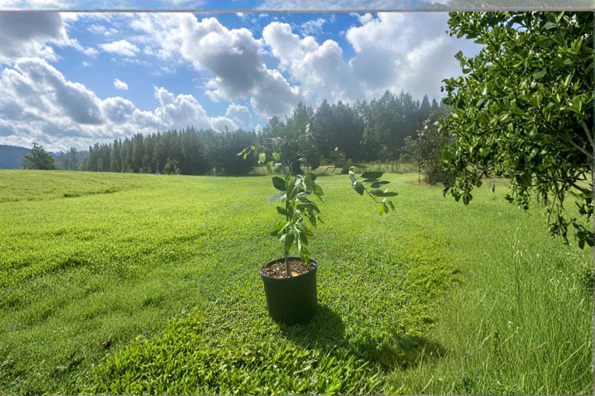 Brown Satsuma Mandarin Tree Grafted Live Plant 3 Gallon Citrus Tree Easy Peel Orange Fruit Patio Garden