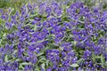 Bluebeard ‘Dark Knight’ 4-Inch Live Caryopteris Shrub with Deep Blue Flowers, Pollinator Friendly, Drought Tolerant Garden Plant