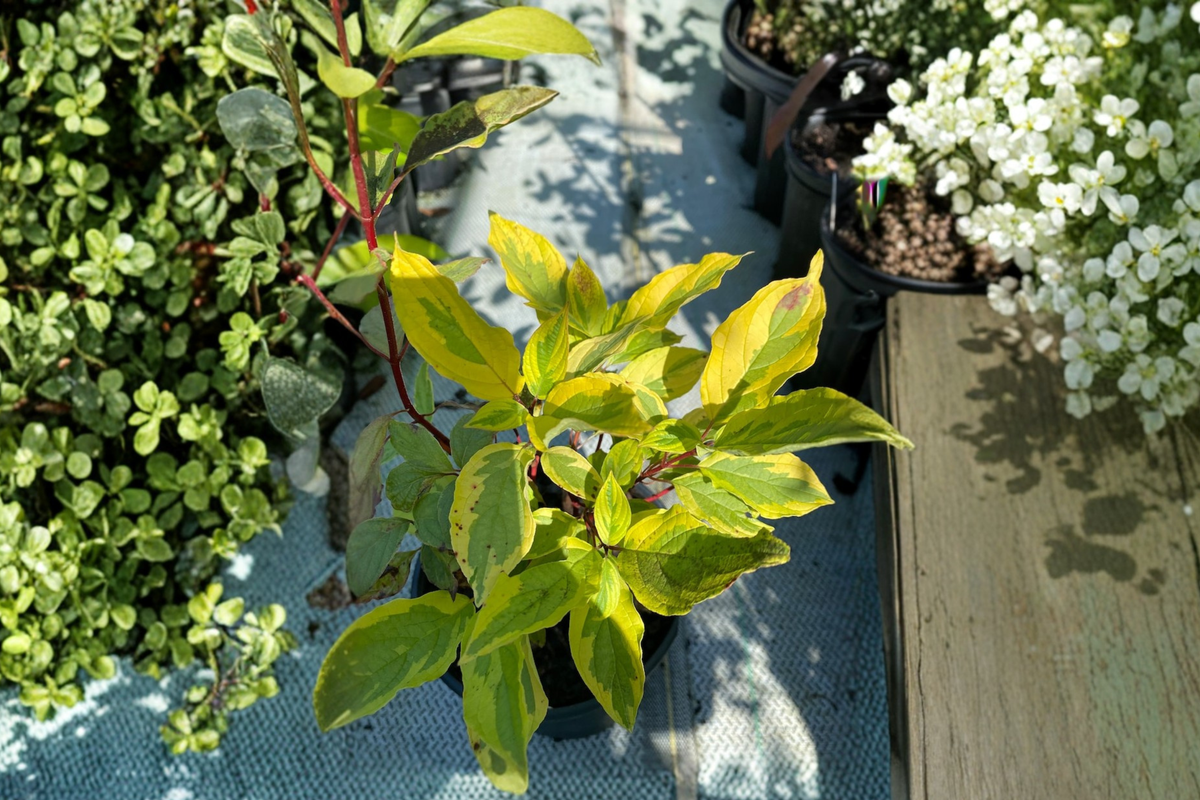 Red Twig Dogwood ‘Gouchaultii’ Live Plant – 1 Gallon Cornus alba Variegated Shrub with Red Winter Stems