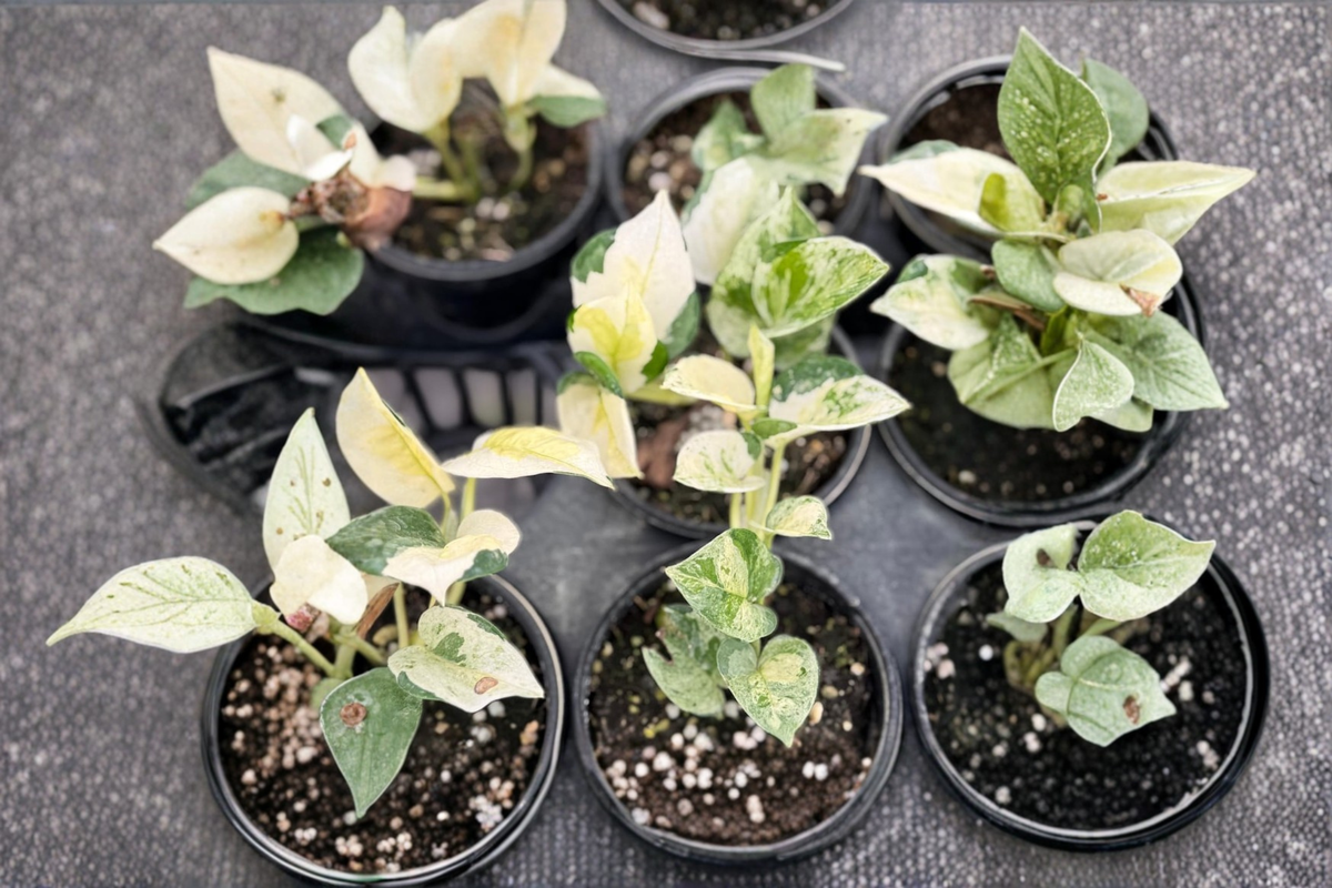 Epipremnum Pinnatum Live Plant, Variegated Japanese Pothos, 3-Inch Pot, Tropical Vine, Indoor Houseplant