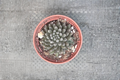 Black Sea Urchin Succulent Live Plant 2 Inch Pot Sinocrassula Yunnanensis Indoor Outdoor Houseplant