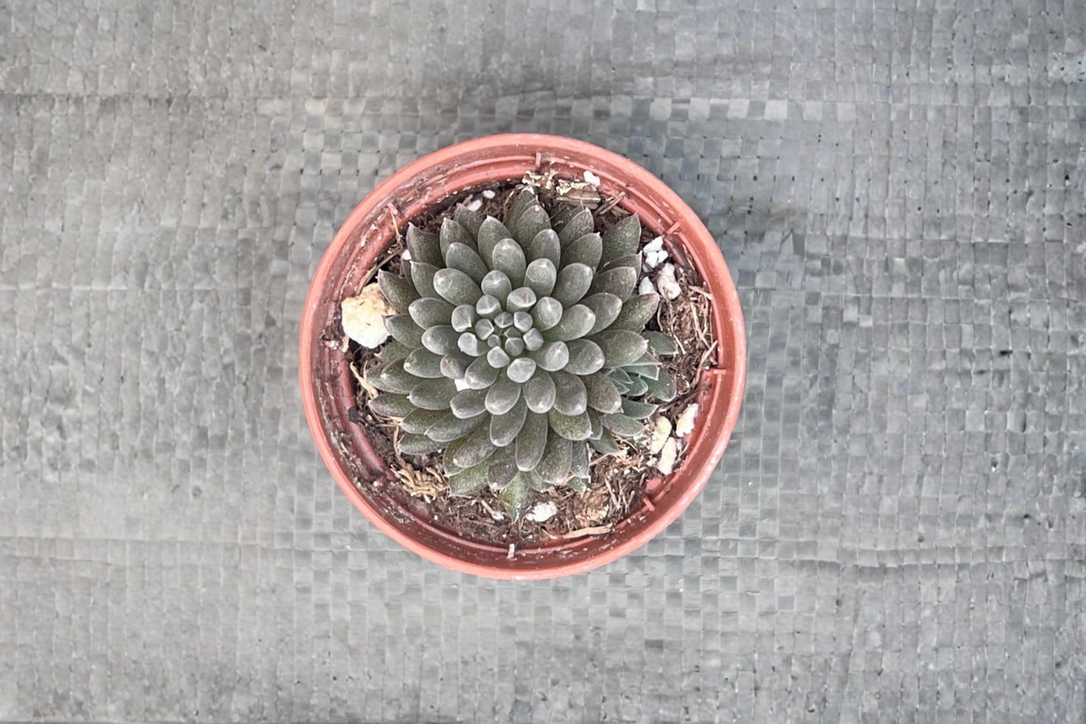 Black Sea Urchin Succulent Live Plant 2 Inch Pot Sinocrassula Yunnanensis Indoor Outdoor Houseplant