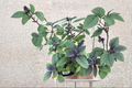 Organic African Blue Basil Live Plant | Herb Starter | Green & Purple Foliage | Ocimum kilimandscharicum × basilicum