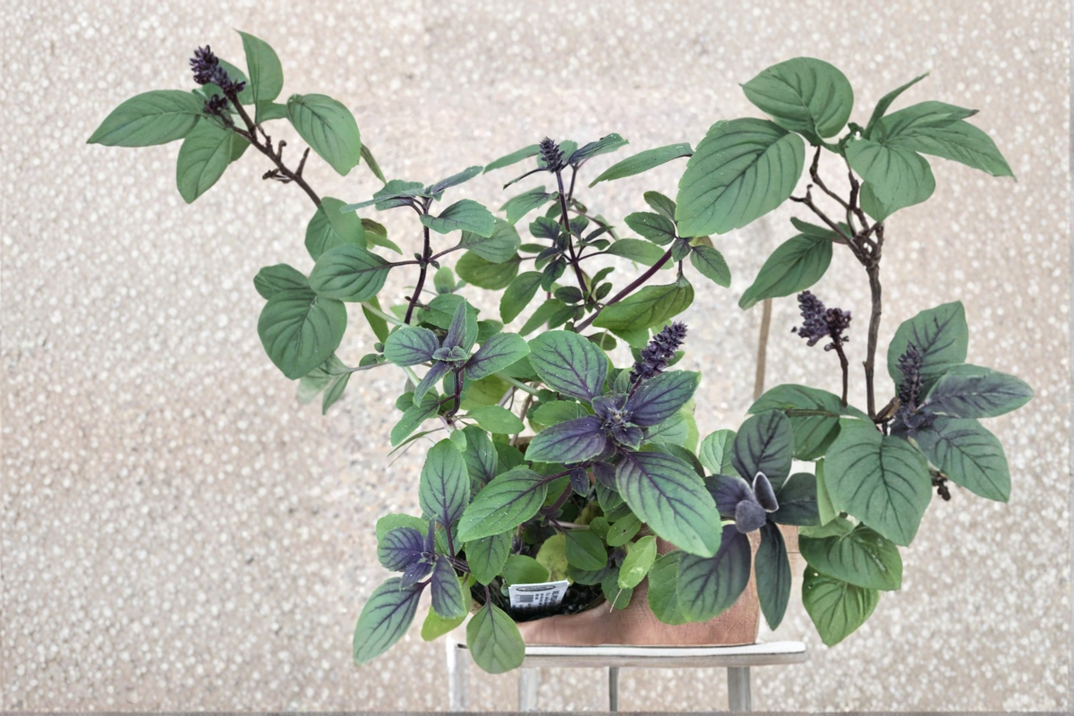 Organic African Blue Basil Live Plant | Herb Starter | Green & Purple Foliage | Ocimum kilimandscharicum × basilicum
