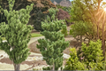 Koto Buki Japanese Black Pine Live Plant – 8 Inch Tall, Bonsai & Landscape Conifer, Pinus thunbergii, 1-Gallon Pot