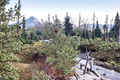 Dwarf White Pine Live Plant 10 Inch in 1-Gallon Pot, Pinus strobus ‘Diggy’, Evergreen Conifer for Garden & Container