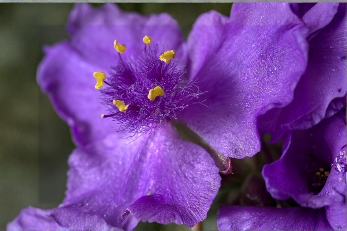 Ecuador Purple Princess Glory Bush Live Starter Plant – Tibouchina lepidota 'Grandifolia' – Vibrant Purple Flowers, Tropical Shrub