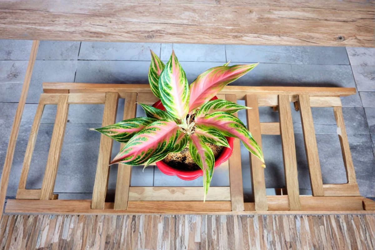 Aglaonema Panama Pink Live Plant – Variegated Chinese Evergreen Indoor Houseplant, Tropical Foliage, Beginner-Friendly