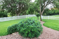 Dwarf Burford Holly Shrub 1-Gallon Live Plant, Evergreen Hedge Bush for Garden Landscape, Ilex cornuta Nana