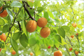 Tilton Apricot Tree Live Plant 4-6 ft, Fruit Producing Prunus armeniaca for Home Orchard & Garden