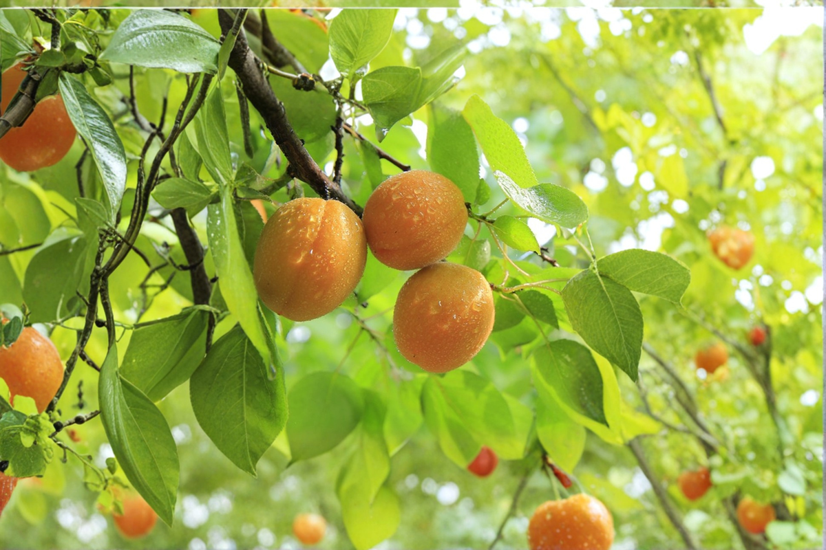 Tilton Apricot Tree Live Plant 4-6 ft, Fruit Producing Prunus armeniaca for Home Orchard & Garden