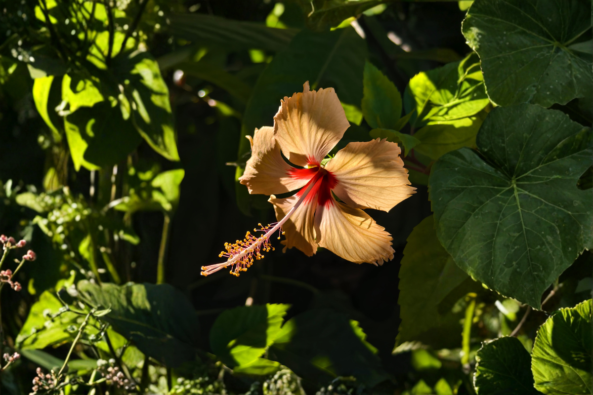 Madagascar Hibiscus Live Starter Plant 3–5 Inch Rooted Hibiscus moscheutos Perennial for Garden Beds