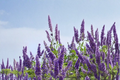 Vitex agnus-castus ‘Shoal Creek’ - 3 Gallon Purple Flowering Tree for Garden Landscape & Outdoor Use
