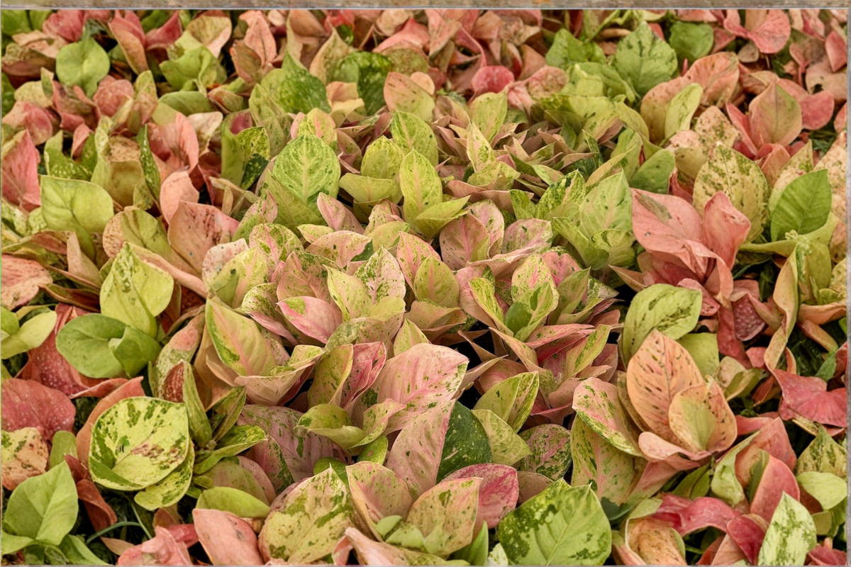 Aglaonema Pink Emerald Live Plant, 2 Inch Pot, Indoor Tropical Houseplant, Chinese Evergreen, Colorful Foliage