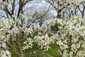 Autumn Brilliance Serviceberry Live Plant – 4 Inch Pot, Amelanchier × grandiflora, Spring Flowers & Fall Foliage
