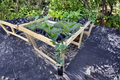 Washington Navel Orange Grafted Live Plant – Citrus sinensis, Indoor & Outdoor Garden Tree