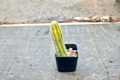 Variegated Peanut Cactus Live Succulent Plant, 2 Inch Pot, Echinopsis chamaecereus, Trailing Desert Houseplant