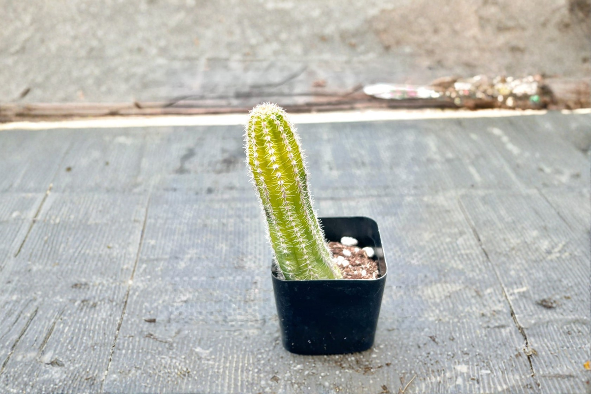 Variegated Peanut Cactus Live Succulent Plant, 2 Inch Pot, Echinopsis chamaecereus, Trailing Desert Houseplant