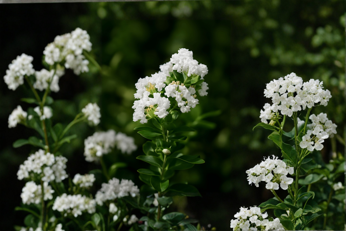Sarah's Favorite Crepe Myrtle Live Sapling – Pink Blooms, Multi-Stem, 14-24 Inches, Lagerstroemia indica
